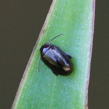 Chrysomelidae sp. (Blattkäfer)