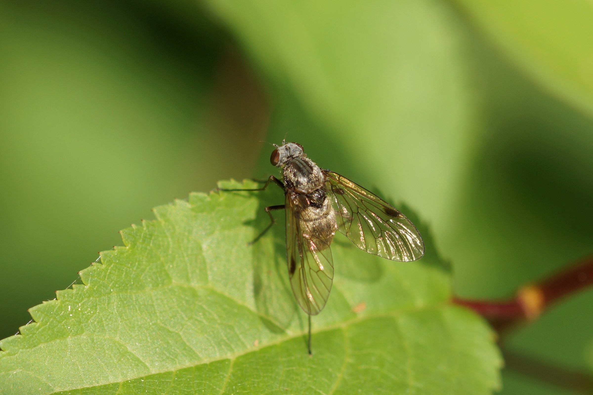 Chrysopilus cristatus (KronenSchnepfenfliege) Kleintiergalerie