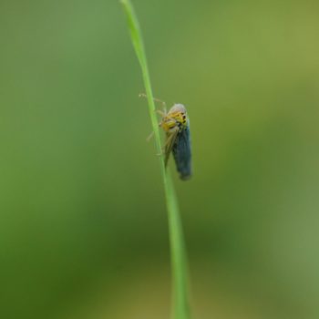 Cicadella viridis (Binsenschmuckzikade)