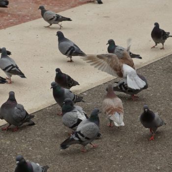 Columba livia f. domestica (Stadttaube)