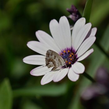 auf Mallorca (20.06.2017) Cacyreus marshalli (Pelargonien-Bläuling)