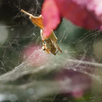 Weibchen auf Mallorca (18.06.2017) Cyrtophora citricola (Opuntienspinne)