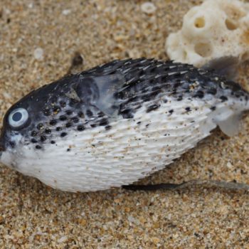 Diodon eydouxii (Pelagic Porcupinefish)