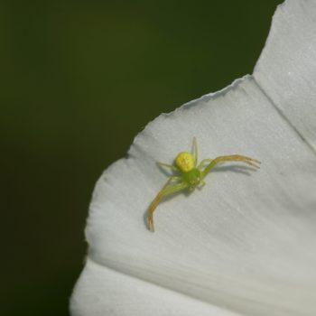 Ebrechtella tricuspidata (Dreieck-Krabbenspinne)