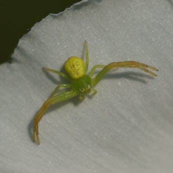 Ebrechtella tricuspidata (Dreieck-Krabbenspinne)