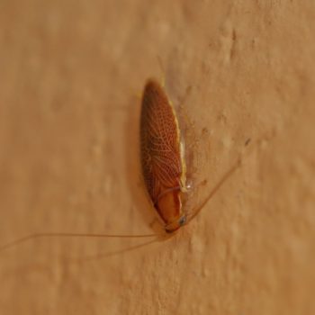Ectobiinae sp. (Waldschabe)
