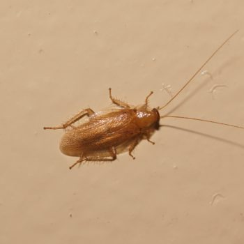 Ectobiinae sp. (Waldschabe) - Thailand