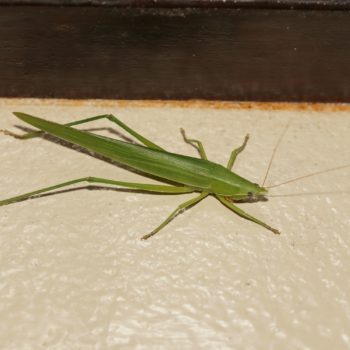 Euconocephalus pallidus (Laubheuschrecke) - Thailand