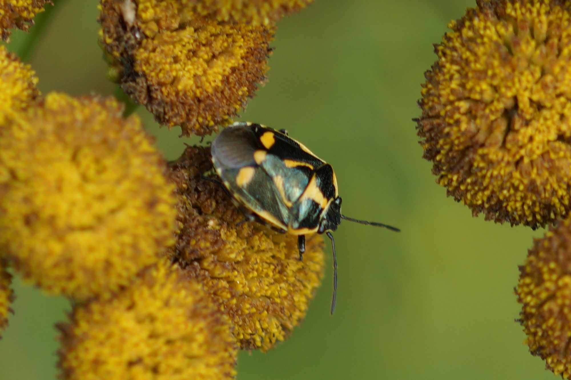 Eurydema oleracea (Kohlwanze) Kleintiergalerie
