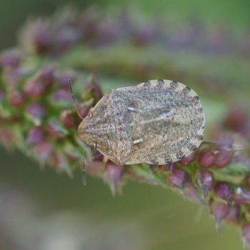 Eurygaster maura (Gemeine Getreidewanze)