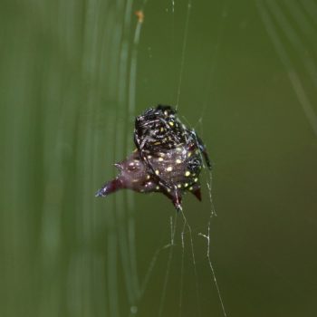 Gasteracantha doriae (Doria's Spiny Spider)