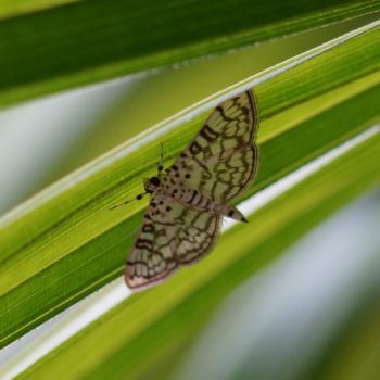 Haritalodes derogata (Cotton Leaf Roller)