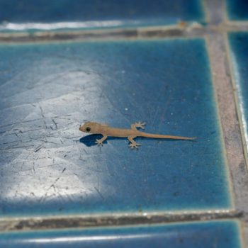 Hemidactylus frenatus (Spiny-tailed Gecko)