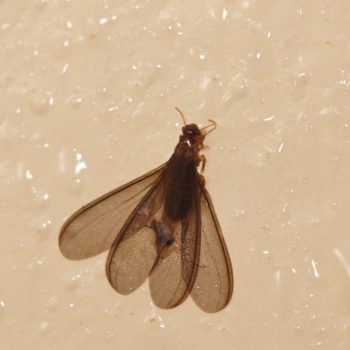 Termitidae sp. (Höhere Termite)