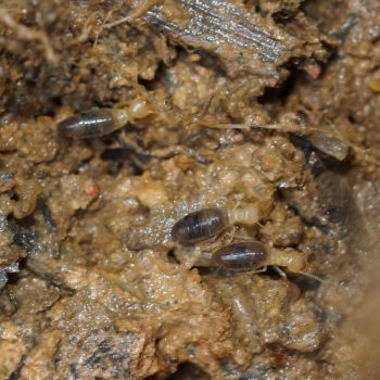 Termitidae sp. (Höhere Termite)