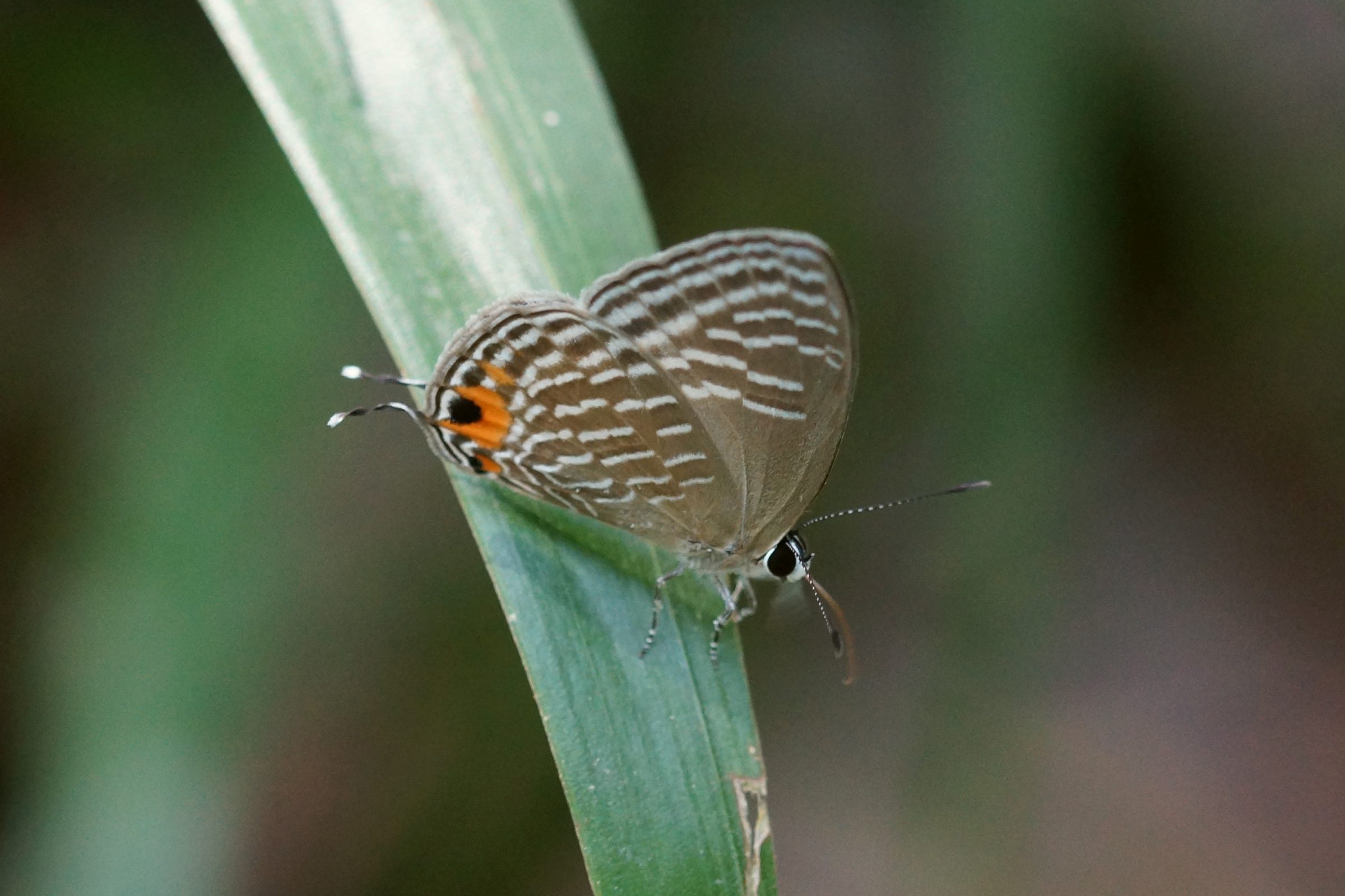 jamides-celeno-common-cerulean-thailand-kleintiergalerie