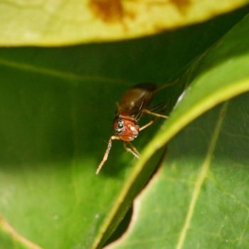 Myrmarachne sp. (Ant-mimicking Jumping Spider)