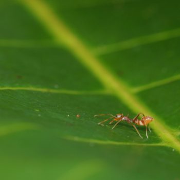 Myrmarachne plataleoides (Kerengga Ant-like Jumper)