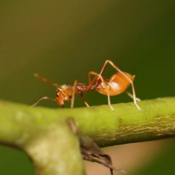 Myrmarachne plataleoides (Kerengga Ant-like Jumper)