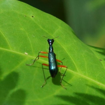 Neocollyris bonellii bonellii (Elongated Tiger Beetle)