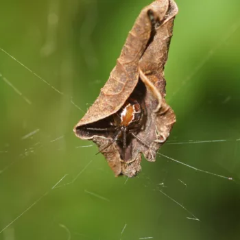 Nihonhimea mundula (Comb-footed Platform Spider)