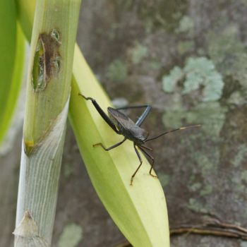 Notobitus meleagris (Bamboo Bug)