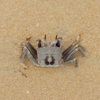 Ocypode ceratophthalma (Horn-eyed Ghost Crab)