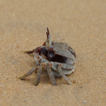 Ocypode ceratophthalma (Horn-eyed Ghost Crab)