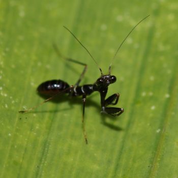Odontomantis planiceps (Asian Ant Mantis)