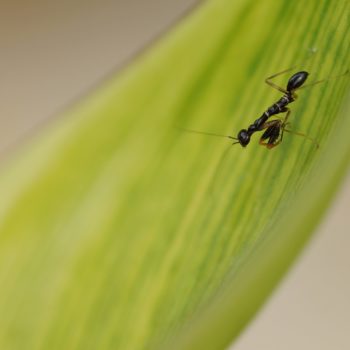 Odontomantis planiceps (Asian Ant Mantis)
