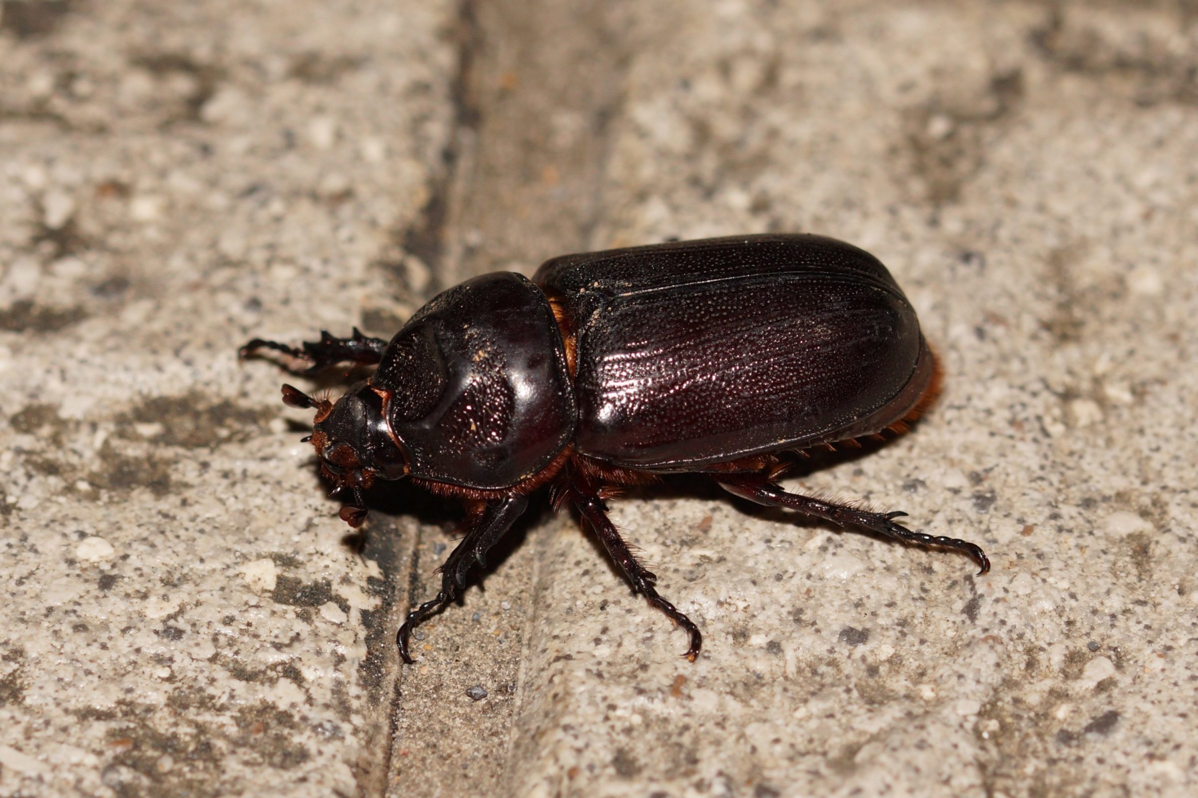 asiatic rhinoceros beetle