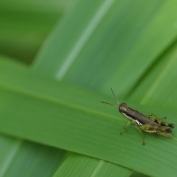 Oxya chinensis (Small Chinese Rice Grasshopper)