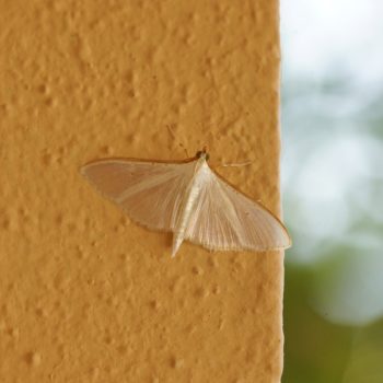 auf Mallorca (19.06.2017) Palpita vitrealis (Jasmine Moth)