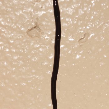 Platydemus manokwari (Neuguinea Plattwurm)