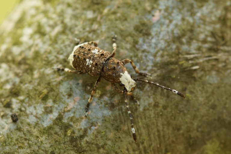 Anthribidae (Breitrüssler)