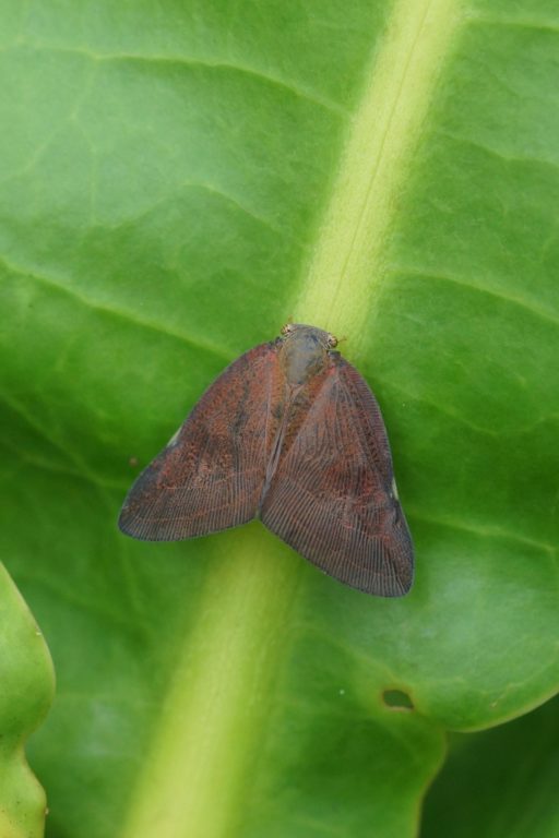 Ricaniidae