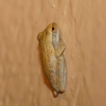 Polypedates leucomystax (Weißbart-Ruderfrosch)