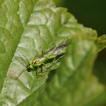Rhogogaster cf. viridis (Grüne Blattwespe)