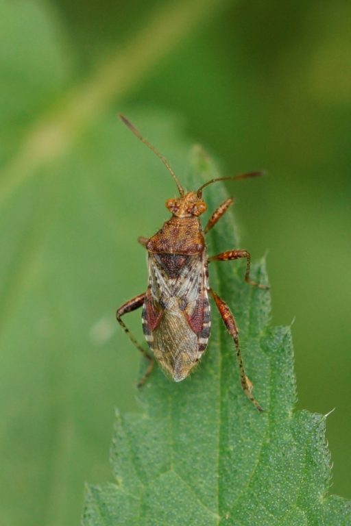 Rhopalidae (Glasflügelwanzen)