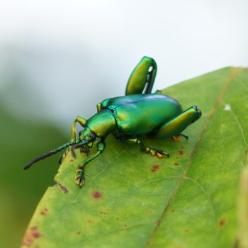Sagra femorata (Frog-legged Leaf Beetle)