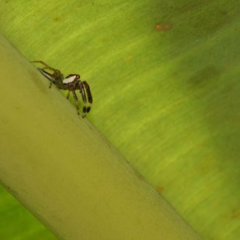 Telamonia dimidiata (Two-striped Jumping Spider)