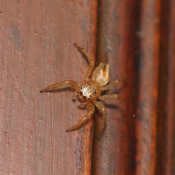Telamonia festiva (Jolly Telamonia Spider)