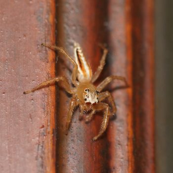 Telamonia festiva (Jolly Telamonia Spider)