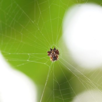 Thelacantha brevispina (Double Spotted Spiny Spider)