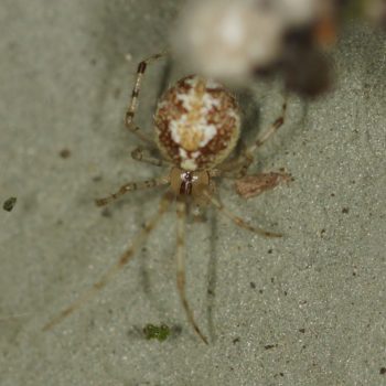 Theridion varians (Kugelspinne)