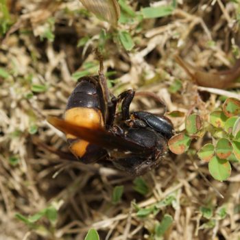 Vespa affinis (Lesser Banded Hornet)