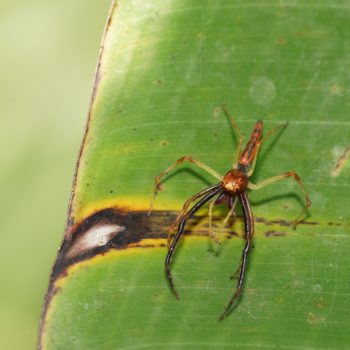 Viciria praemandibularis (Wide-jawed Jumping Spider)