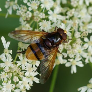 Männchen auf Heracleum sphondylium (Wiesen-Bärenklau) am Waldweg (29.07.2017) Volucella zonaria (Hornissenschwebfliege)