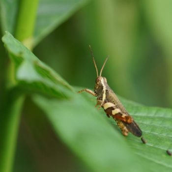 Xenocatantops humilis (Spur-throated Grasshopper)